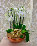 PN-03  Orquídeas premium XL