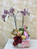 F-08 Planta de orquídea con frutas