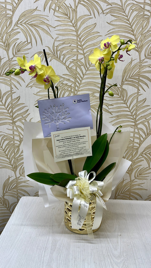 Orquídea natural en base de cerámica con bono de misa para condolencias en Bucaramanga