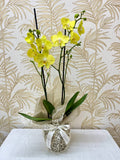 Orquídea natural viva envuelta en papeles decorativos elegantes para regalo en Bucaramanga