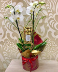 PN-01 planta natural con Topper y chocolates